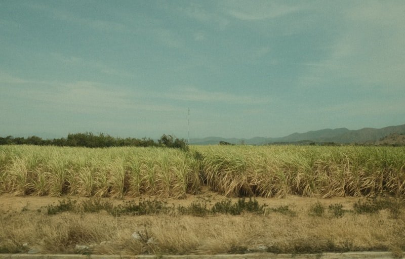 Sugar mill